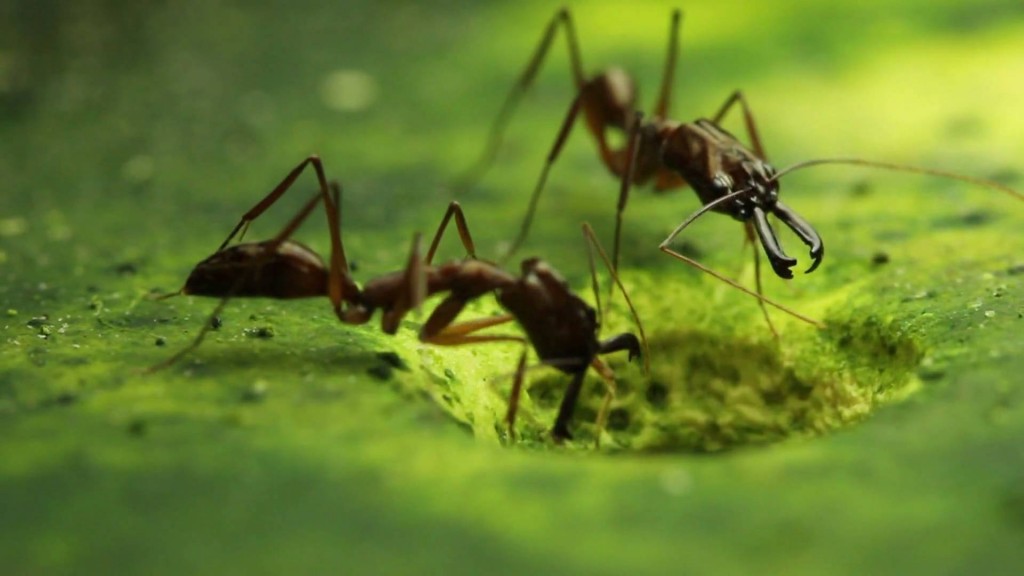 New Study Casts Light on Trap-Jaw Ants’ Escape Mechanism