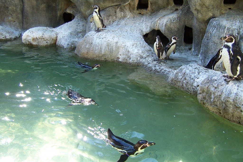 alt="penguins swimming at the Denver Zoo"