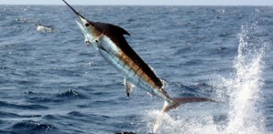 Hawaii Man Killed by Swordfish