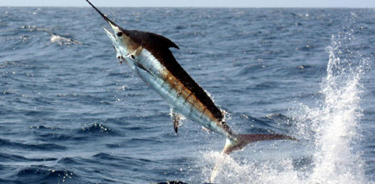 Swordfish-and-tuna-account-for-more-than-half-of-the-mercury-intake-from-seafood-in-the-US.-Photo-credit-NOAANMFS.