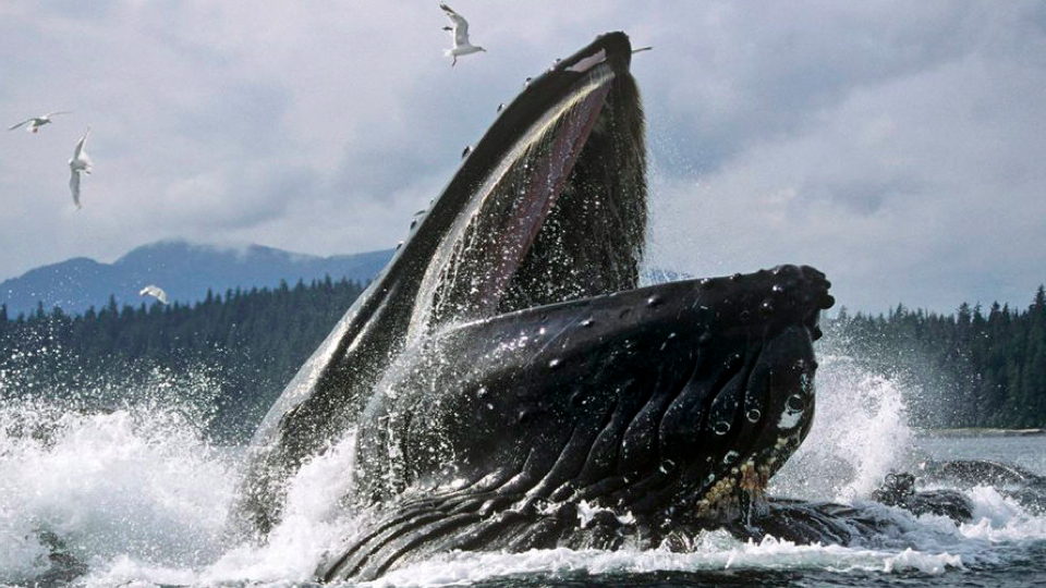 rorqual whale eating habits involve engulfing massive amounts of water