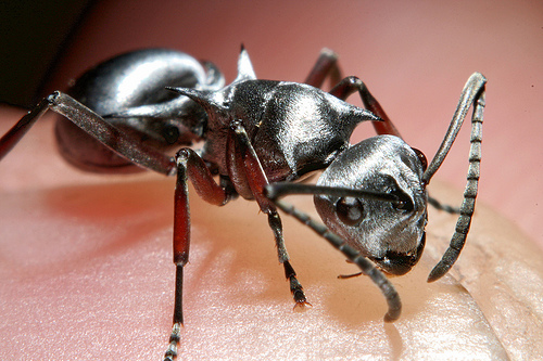 "Saharan silver ant"