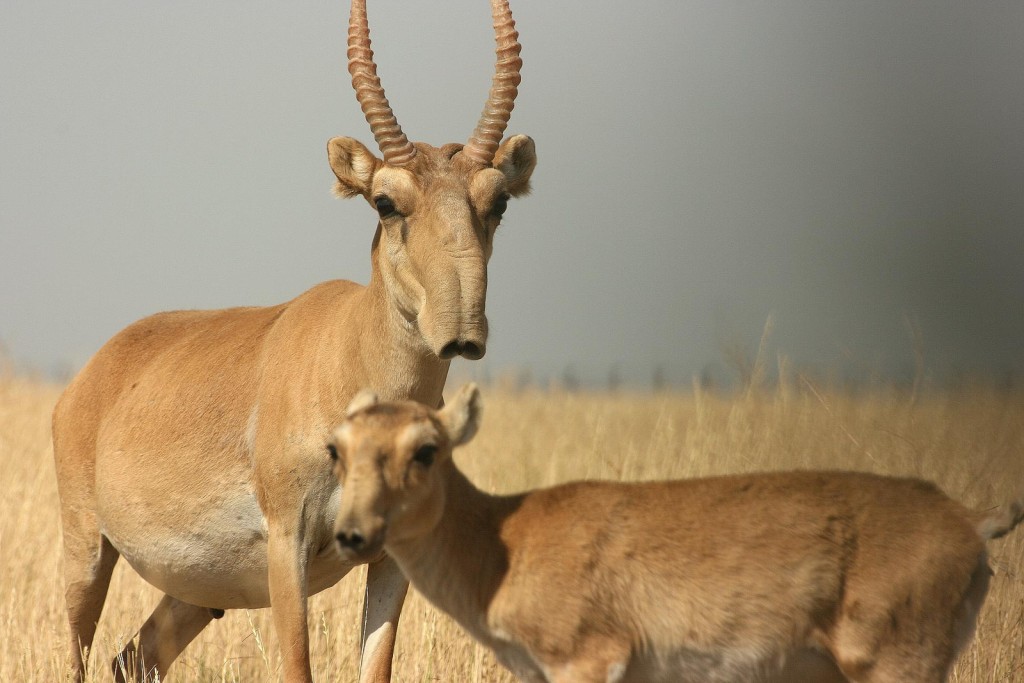 alt="saiga antelope female and its calf"