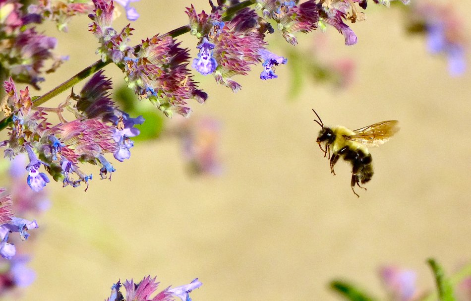 alt="Wild Bee Pollinating Flower"