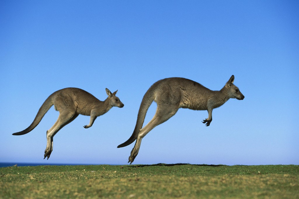 alt="Eastern Grey Kangaroo (Macropus giganteus) two adults hopping, Murramarang National Park, New South Wales"