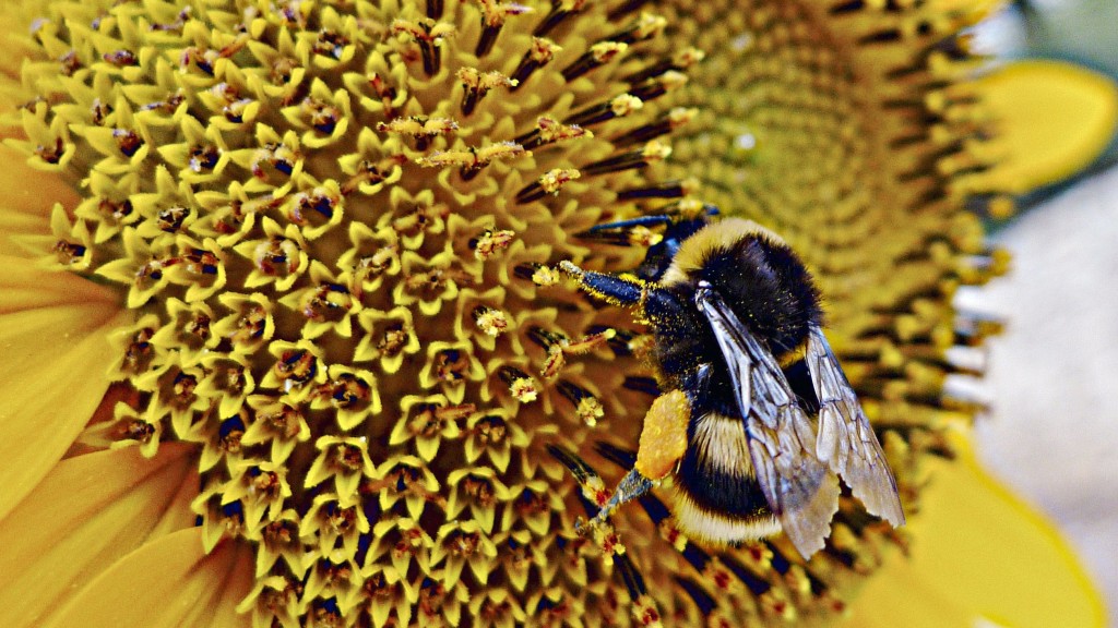 "wild bee pollinating sunflower"