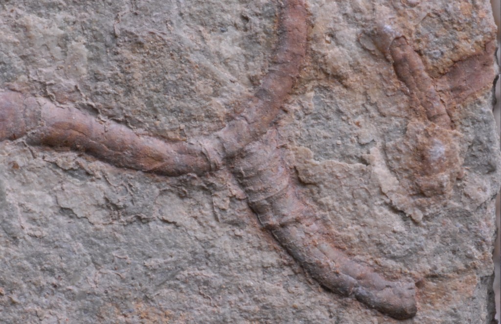 "The First Sea Worm Fossil Was Found in China"