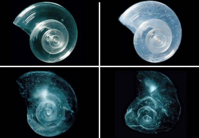 "The Future of the Phytoplankton Is Not Very Bright: Ocean Acidification Causes Many Species to Die"