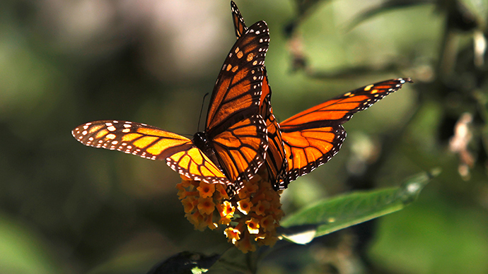 "saving monarch butterflies"