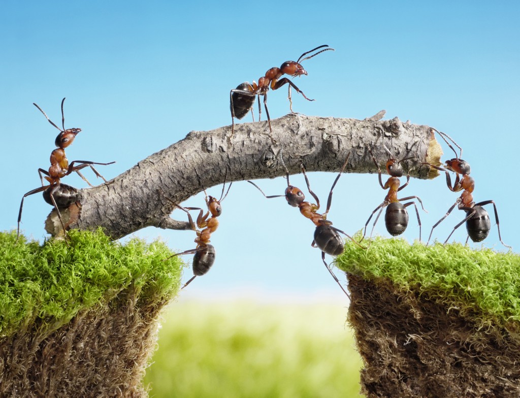 Ants Work Together