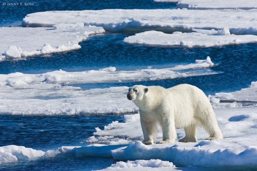 alt="An adult male polar bear on sea ice in the Arctic Ocean"
