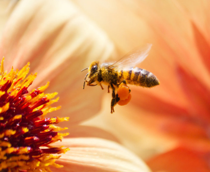 "Bees Use Nature's Resources to Vaccinate their Babies, Scientists Explain"