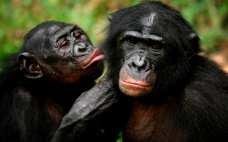 "Bonobos babies talk communicate baby human"