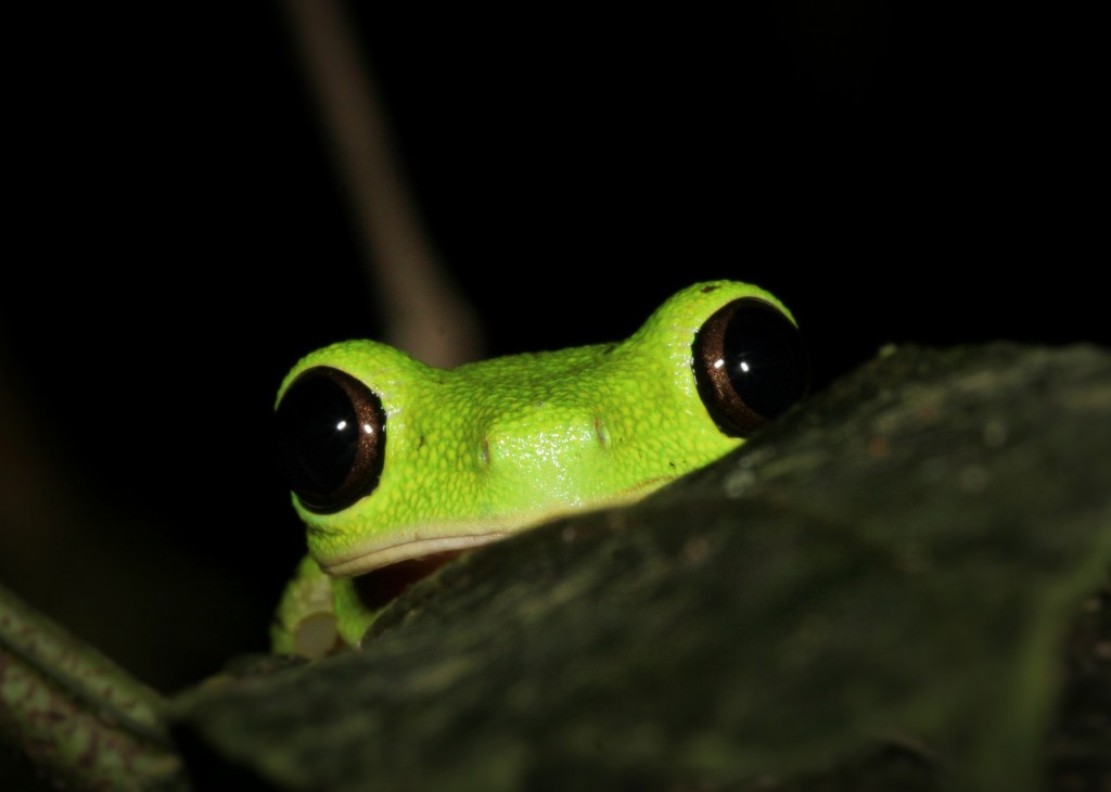 "frog tadpole disease extinction danger"