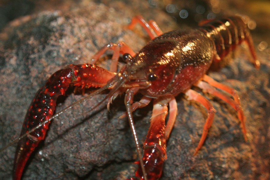 alt="New Species of Crayfish Named After Edward Snowden"