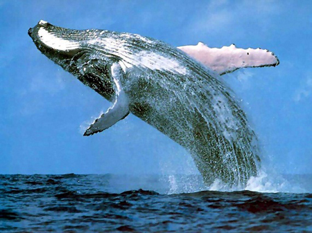 "Mysticete whale swimming"