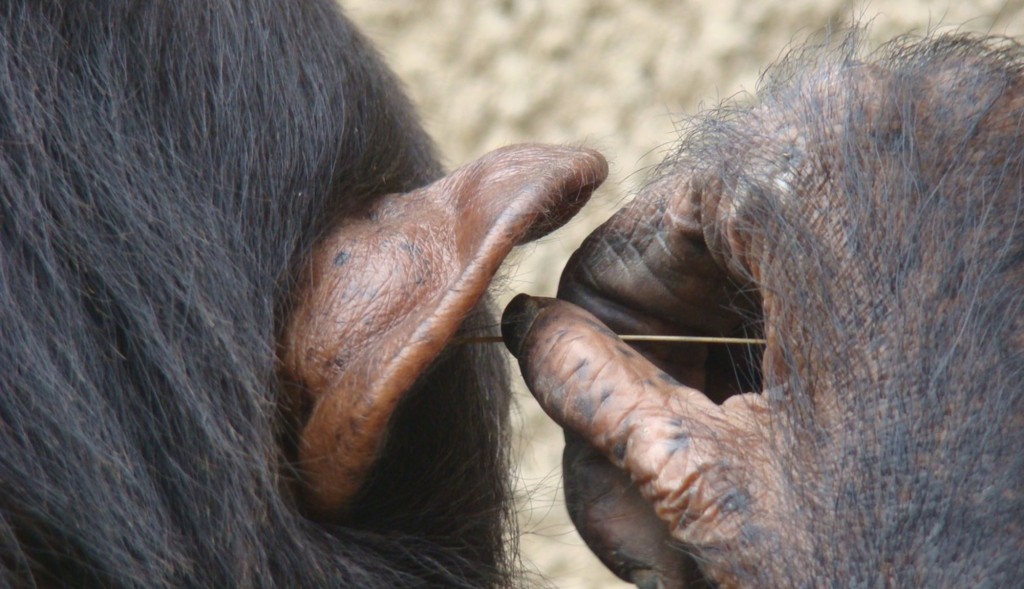 "chimp cleaning his ear with a stick"