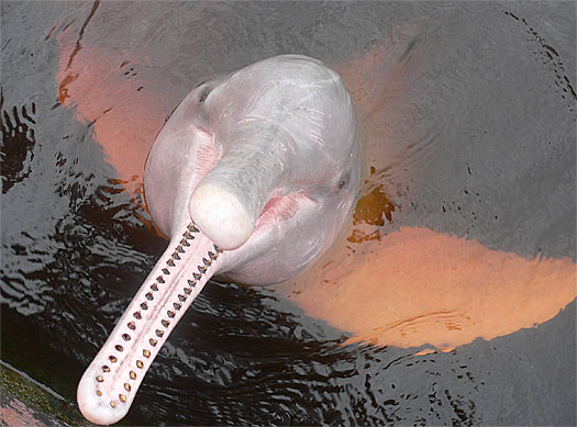 "Scientists Have Discovered Fossil of Rare River Dolphin Species"