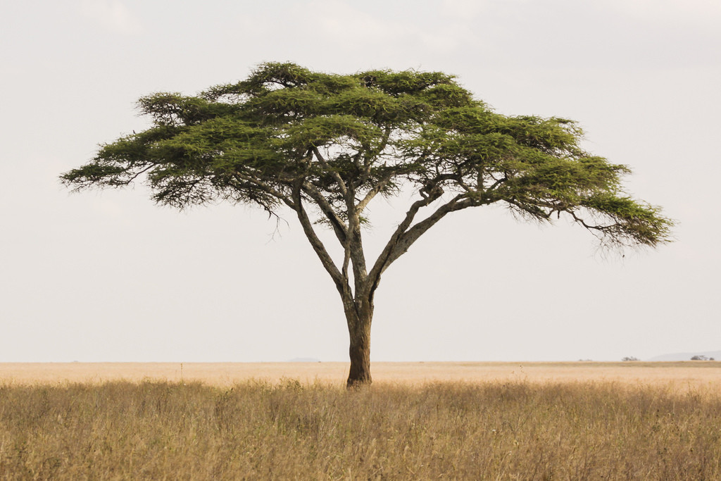"tree in safari"