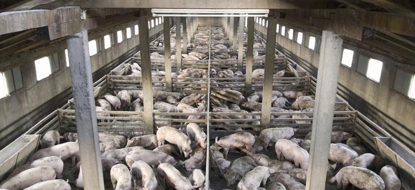 alt="Pigs Raised in Industrial Facilities"