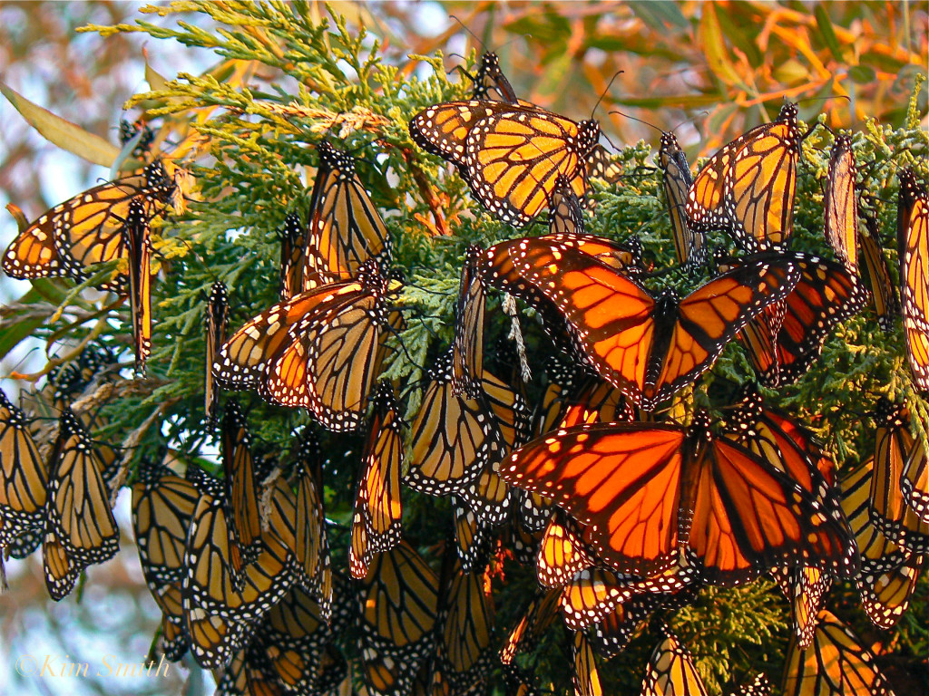 alt="Monarch Butterflies Migrating"