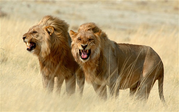 alt="Two Lions Show Their Fangs at Hunting"