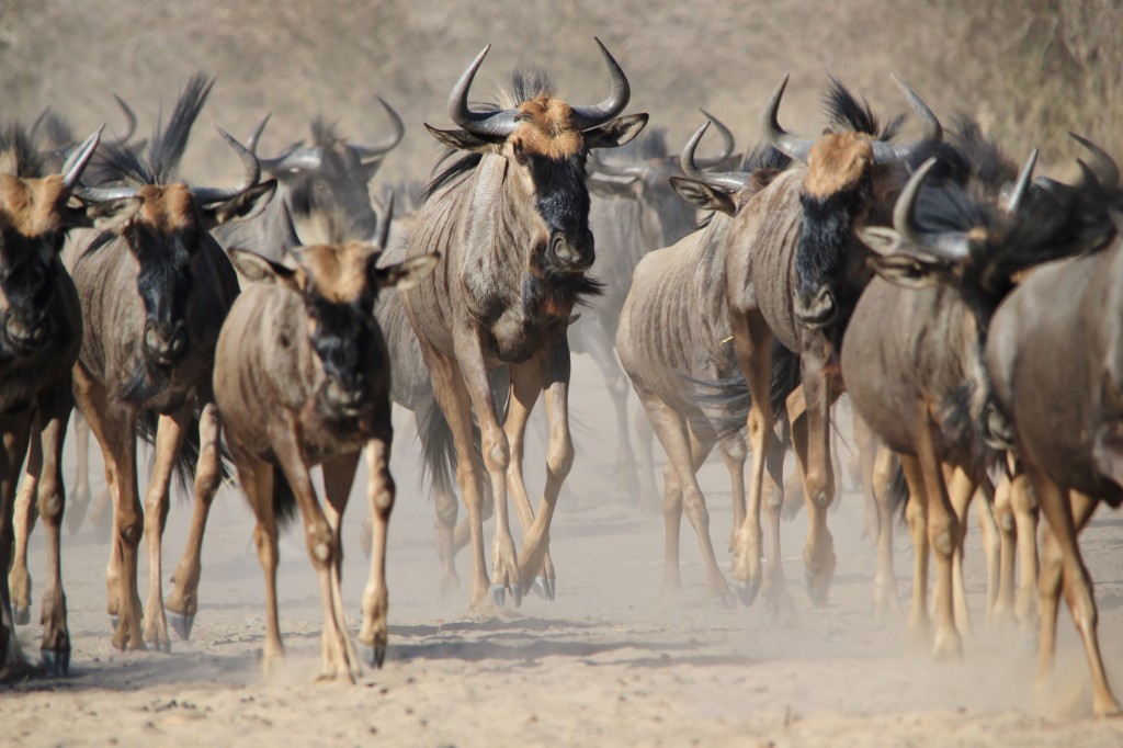 "wildebeests migration in the Serengeti"