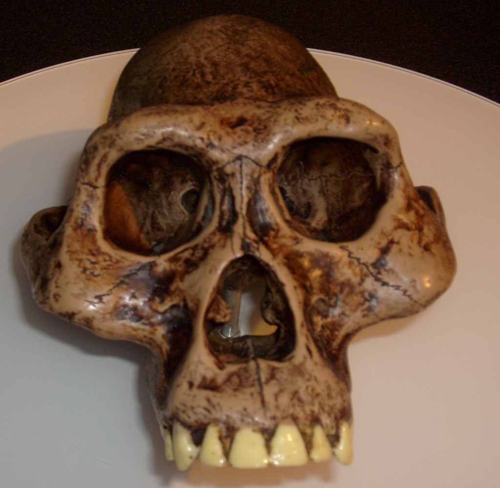 "australopithecus skull"