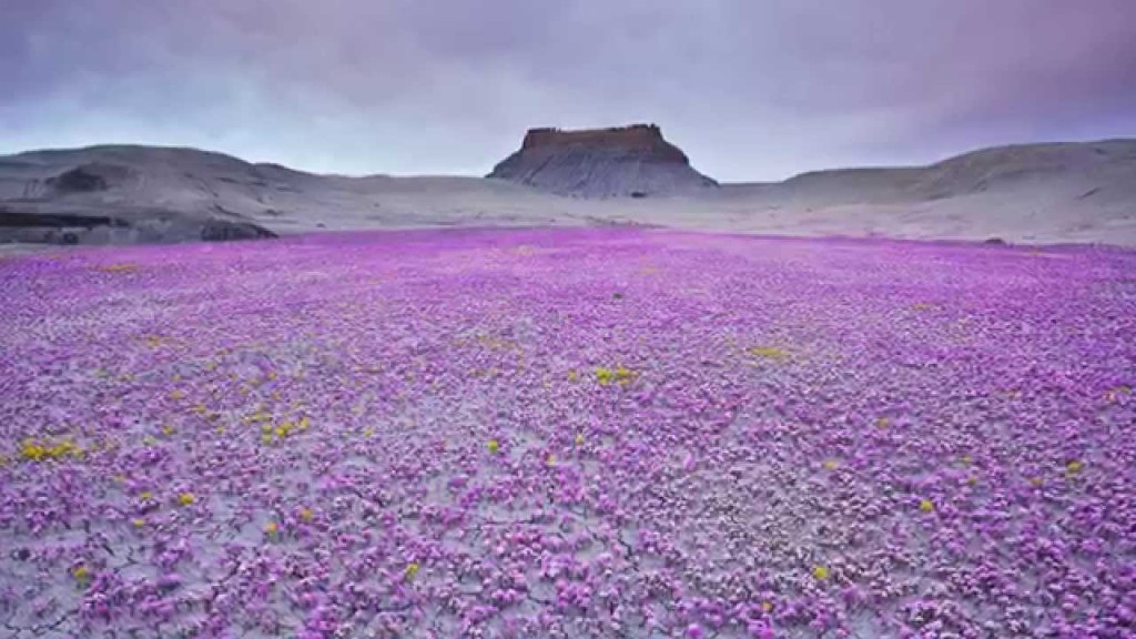 "flowers in Atacama desert"