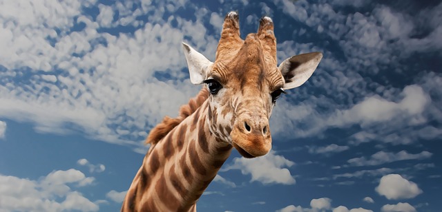 "long-necked giraffe"