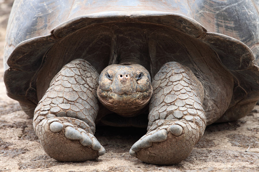 "new species of giant tortoise"