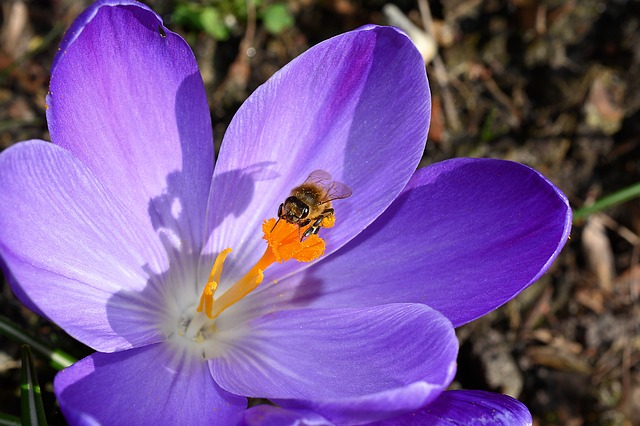 "Some plants produce caffeine to attract more bees."