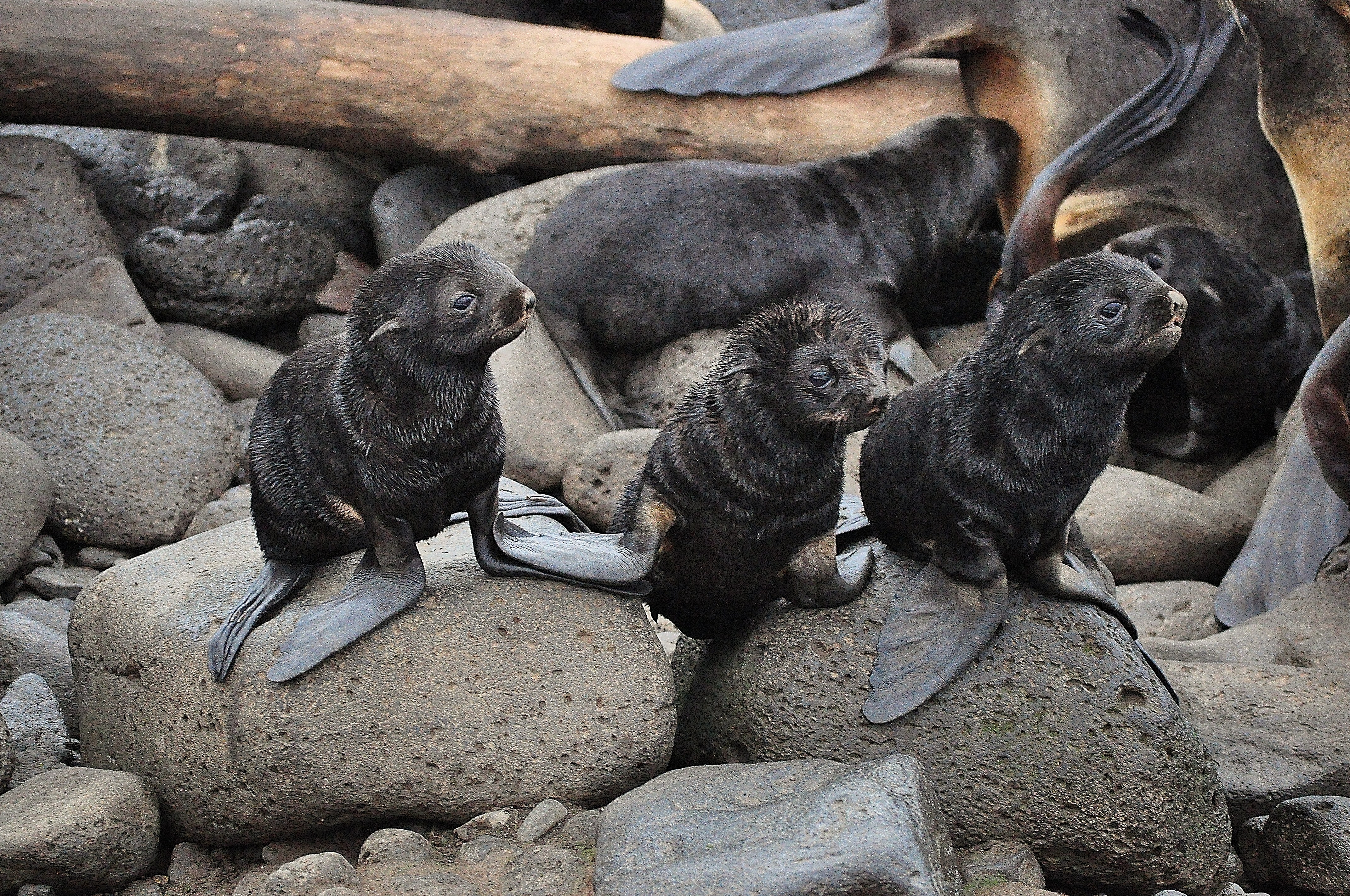 "northern fur seals california stranded"