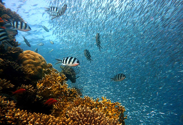 "Hawaii's coral reef are in danger because of rising global temperatures."
