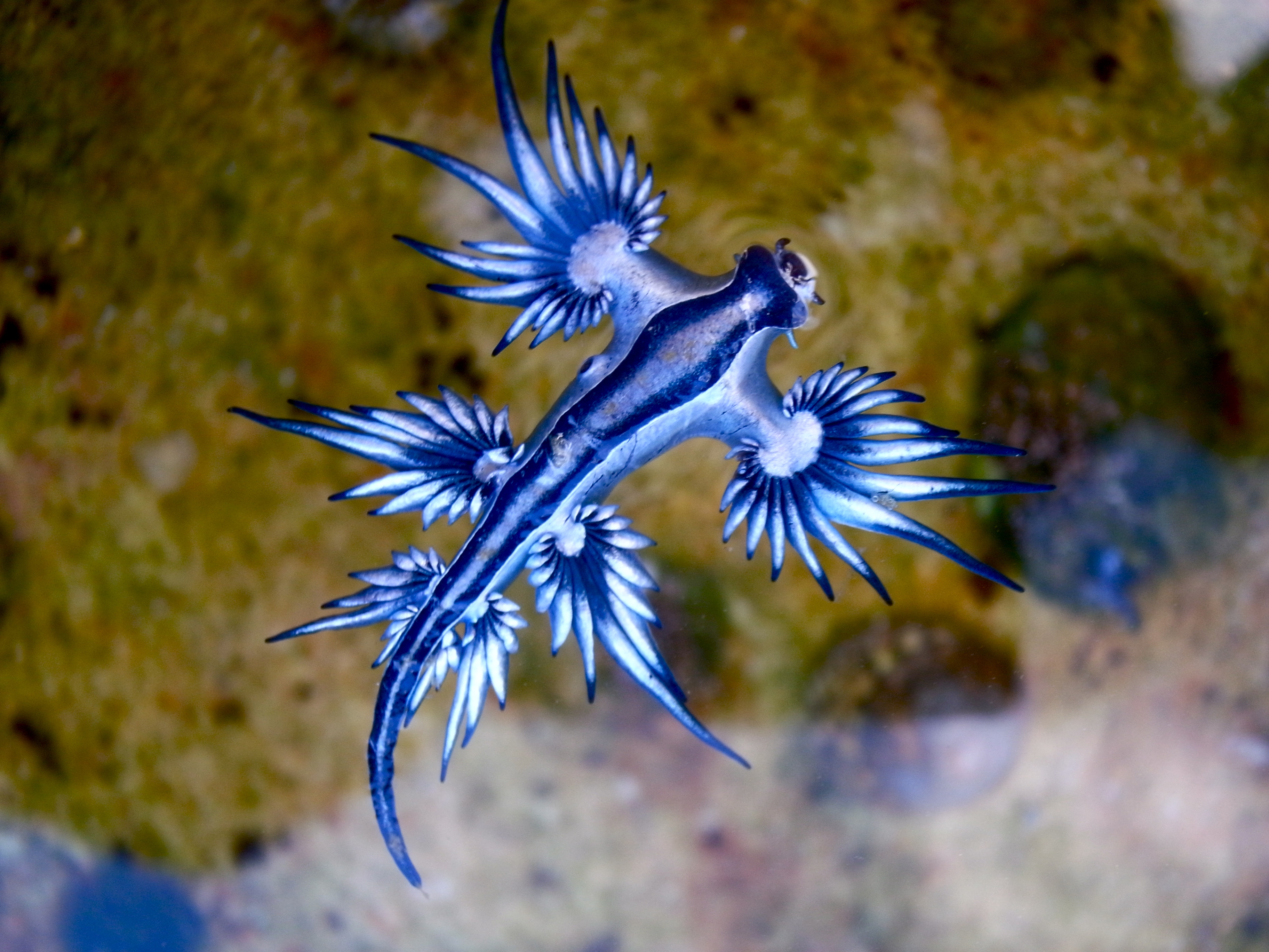 "Dangerous "Blue Dragon" slug found on Australian shores."
