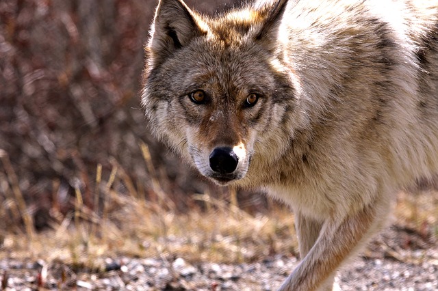 "Wolves may still need to be listed as endangered."