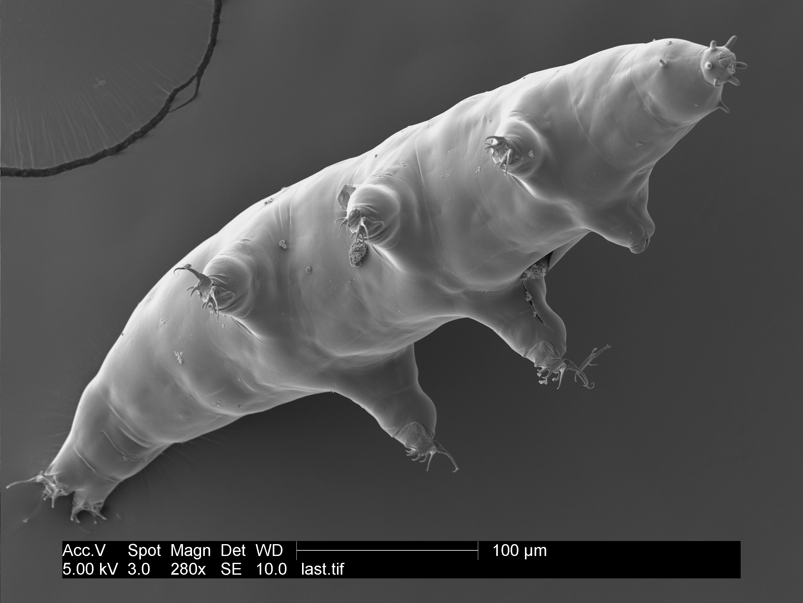 "Waterbear genome shares some DNA with some unexpected animals."
