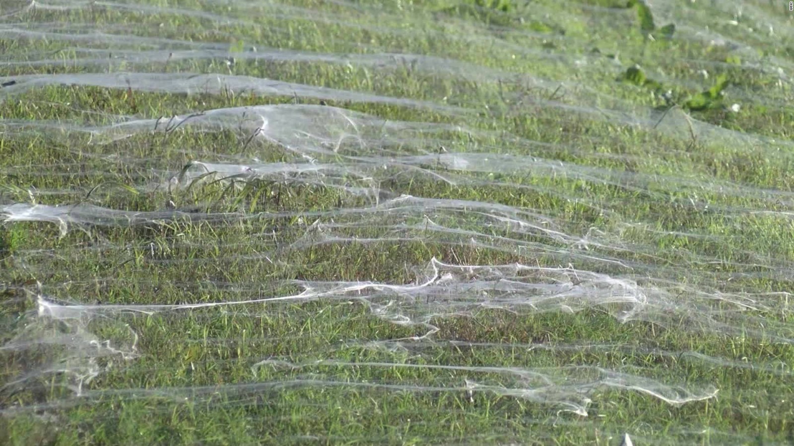 alt="Millions of Spiders Take over Town in Tenn."