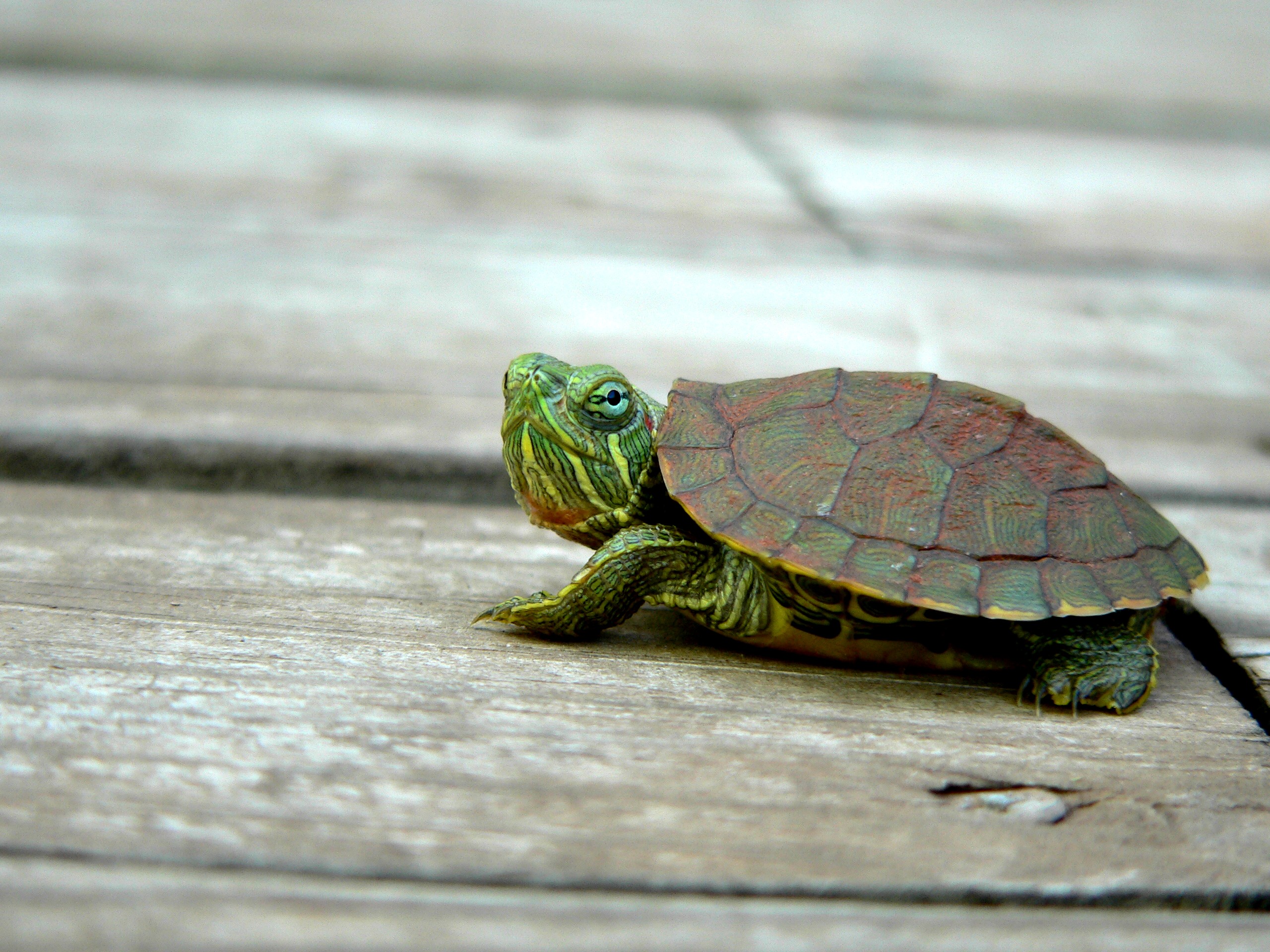 Включи turtles. Черепашонок Сесил. Красноухая черепаха маленькая. Черепашка красноухая маленькая. Каспийская красноухая черепаха.