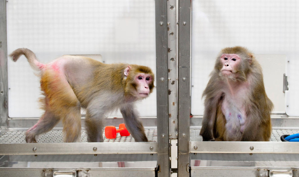 lab macaques