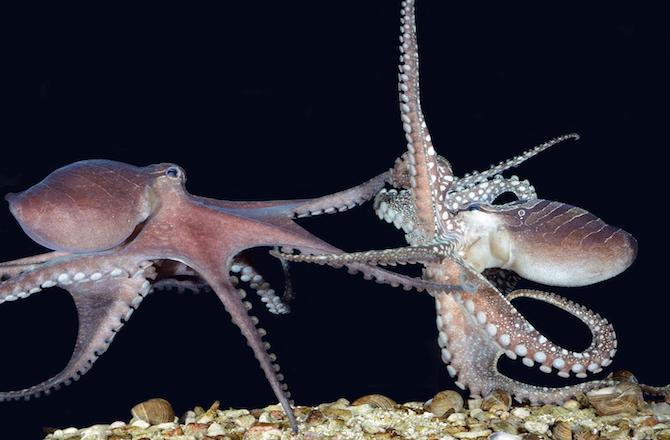 octopuses fighting