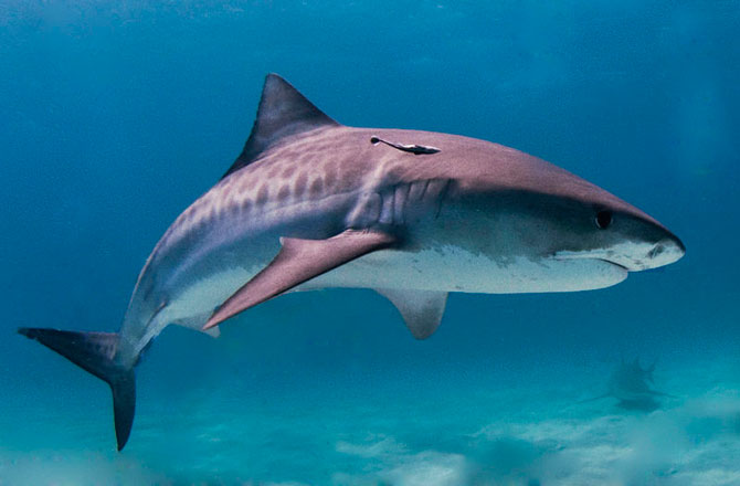 sand tiger shark