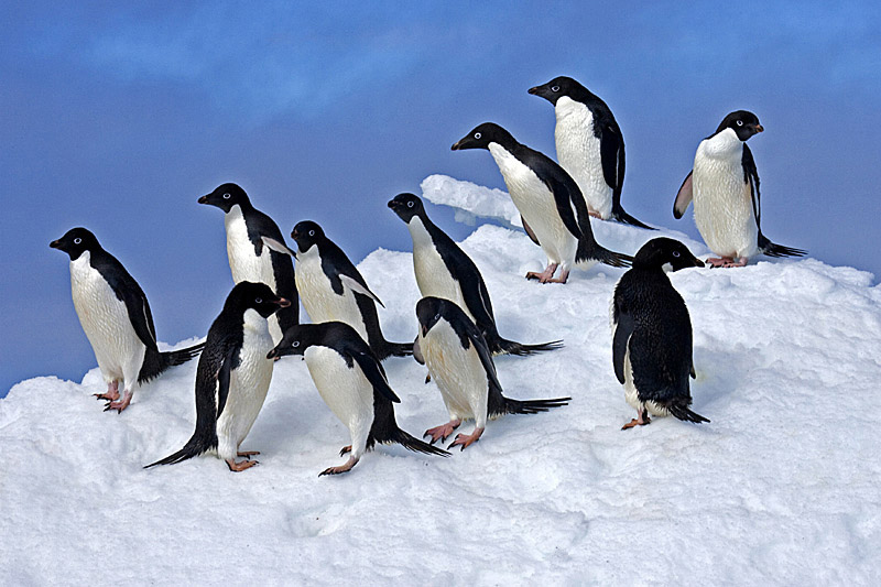 adelie-penguins-on-snow-lg