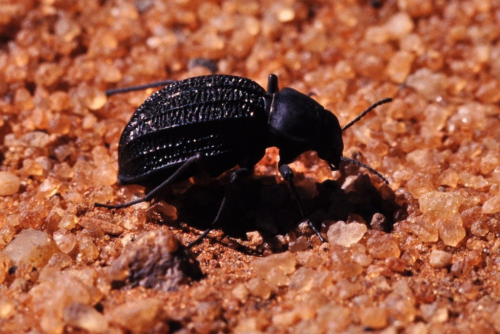 namib beetle