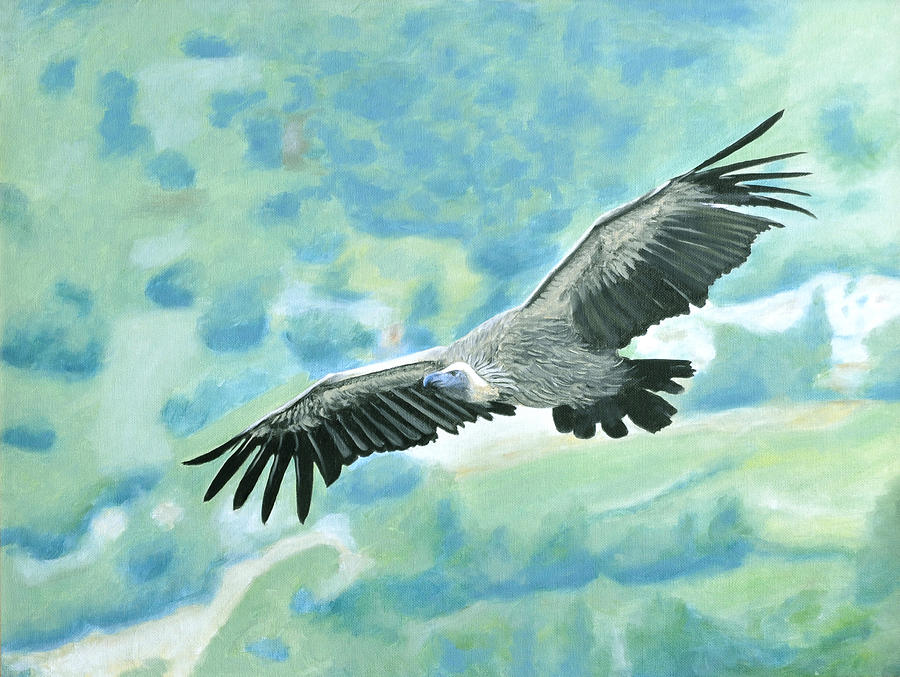 soaring condor