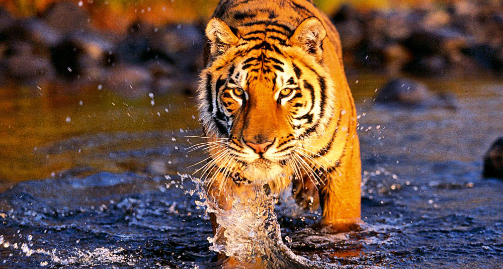 alt="tiger treading through water"