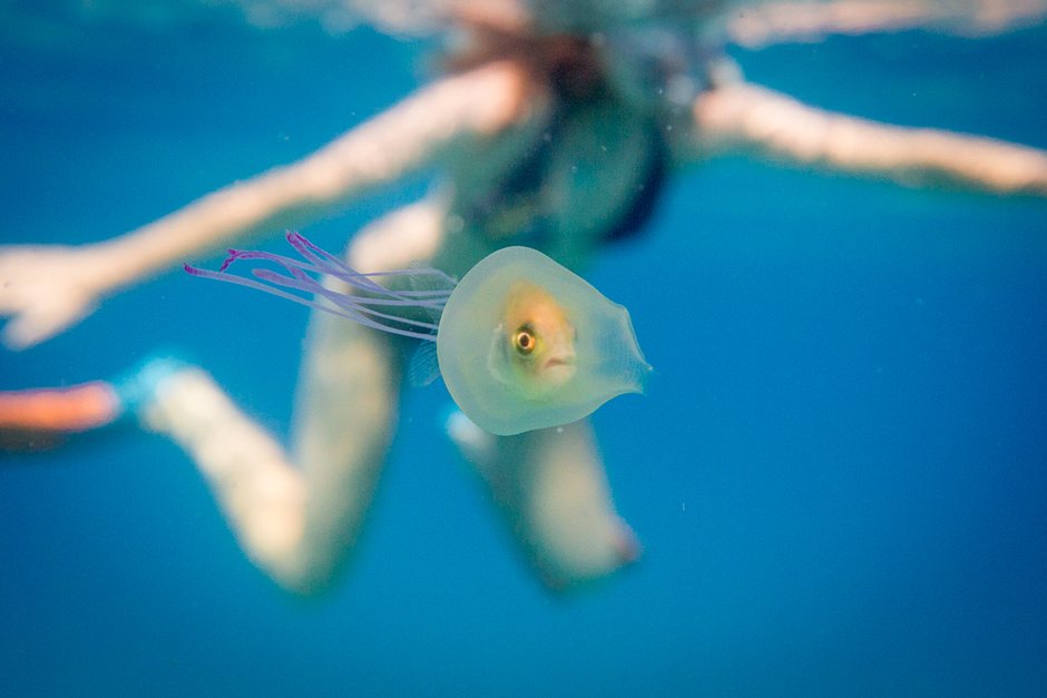 alt= fish stuck inside jellyfish