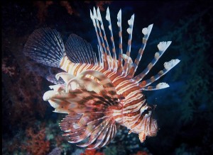 lionfish species