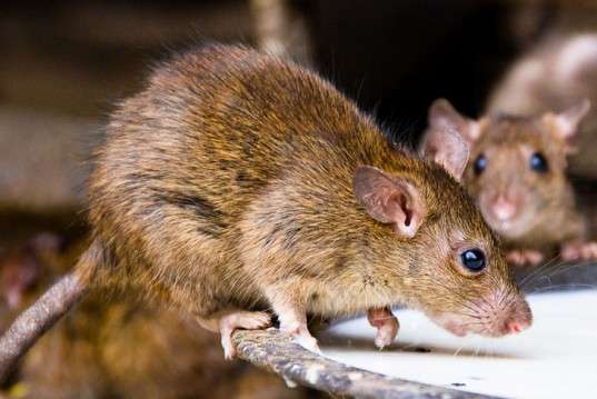 alt= rats infected with lassa virus