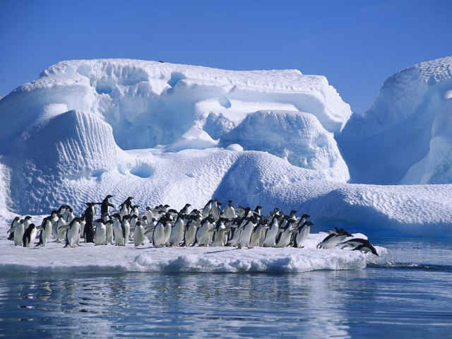 Penguins on an ice bank